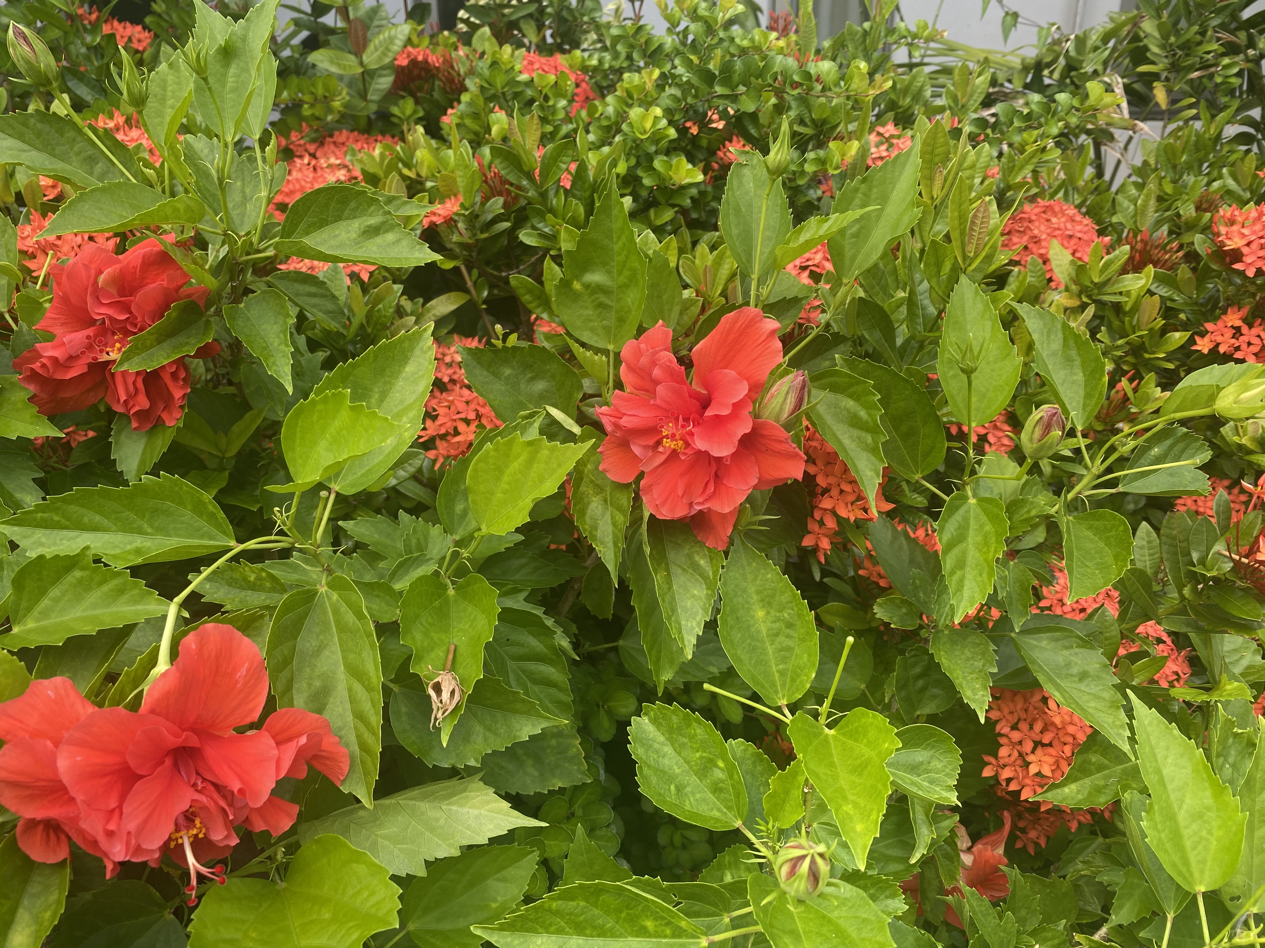 花の写真