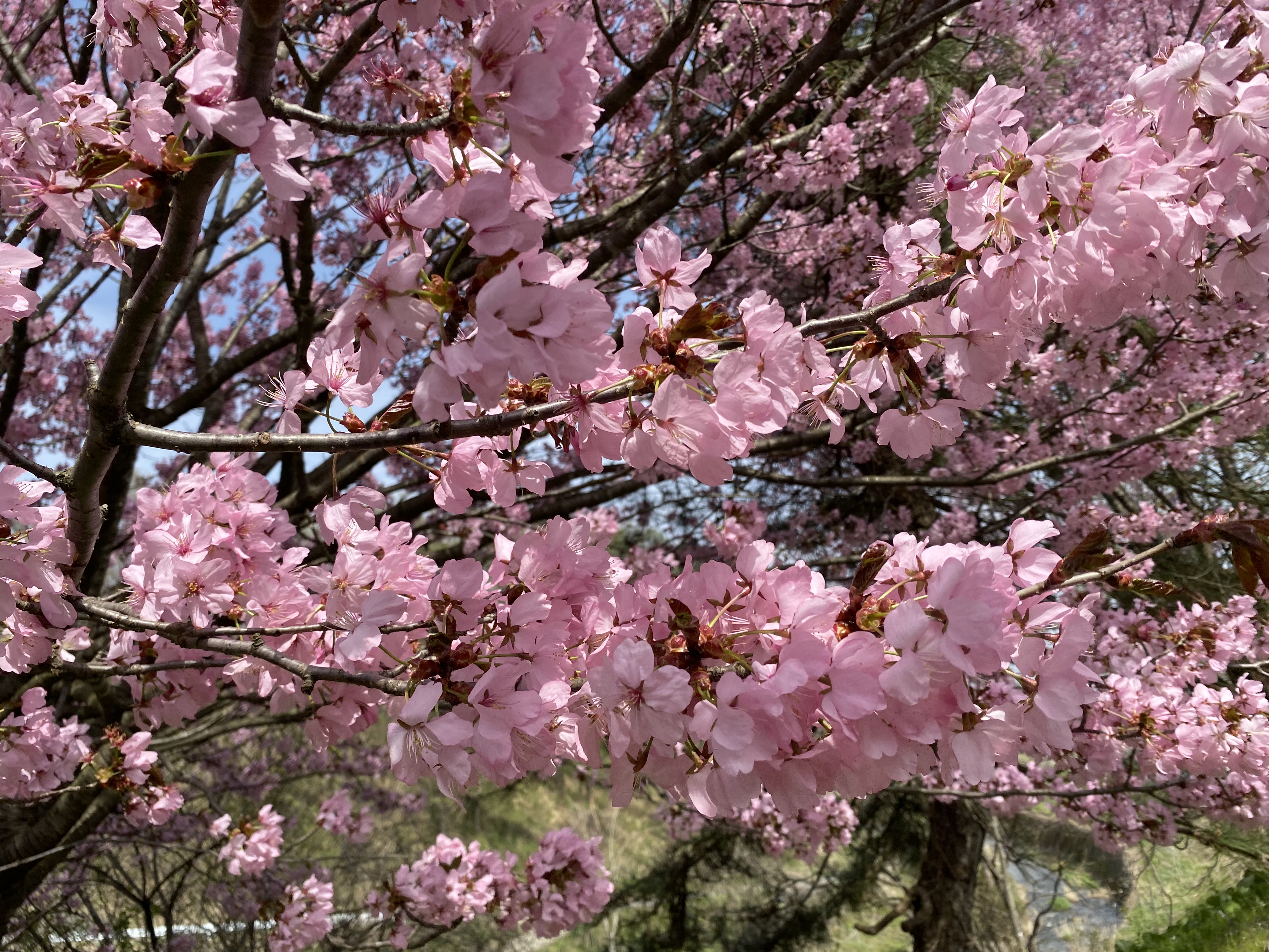 桜の写真